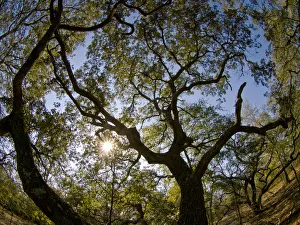 Oaks, Apalachicola Bluffs and Ravines Preserve, near Apalachicola River, Panhandle
