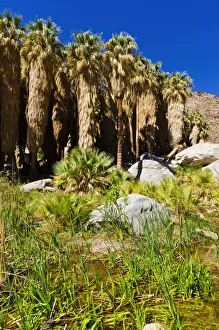 Images Dated 31st March 2011: Oasis in Borrego Palm Canyon, Anza-Borrego Desert State Park, California, USA