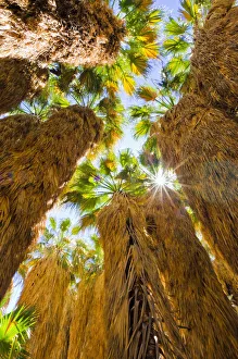 Oasis Prints: Oasis in Borrego Palm Canyon, Anza-Borrego Desert State Park, California, USA