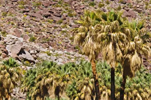 Images Dated 31st March 2011: Oasis in Borrego Palm Canyon, Anza-Borrego Desert State Park, California, USA