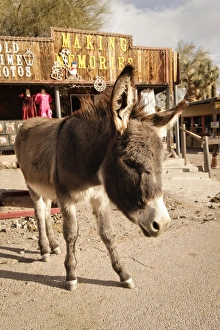 Route 66 Prints: Oatman, Arizona, United States. Route 66