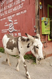 Oatman, Arizona, United States. Route 66