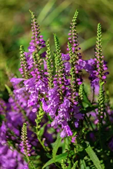 Obedient Plant