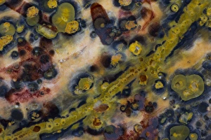 Images Dated 30th August 2012: Ocean Jasper from Madagascar