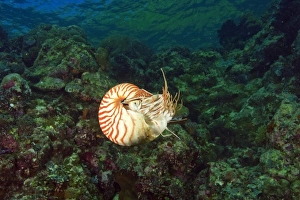 Oceania, Palau