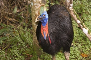 Images Dated 14th June 2007: Oceania, Papau New Guinea
