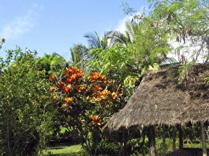 Images Dated 12th June 2007: Oceania, Papau New Guinea