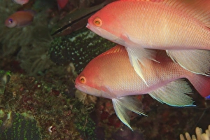 Images Dated 4th August 2004: Oceania, Papau New Guinea