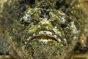 Ugly Prints: Oceania, Polynesia, Cook Islands, Aitutaki. The poisonous reef stonefish is camouflaged