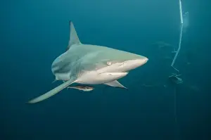 Images Dated 7th July 2013: Oceanic Black-tip shark (Carcharhinus limbatus) & Chum Bucket, Baited shark dive
