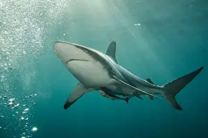 Oceanic Black-tip shark (Carcharhinus limbatus) & Remora (Remora remora), Baited shark dive