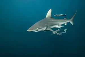 Oceanic Black-tip shark (Carcharhinus limbatus) & Remora (Remora remora), Baited shark dive