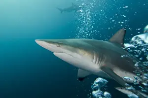 Images Dated 7th July 2013: Oceanic Black-tip shark (Carcharhinus limbatus) & Remora (Remora remora)