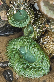 Tide Pool Prints: Oceanside, Oregon. Giant green anemone in very low tide pool