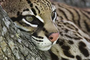 Images Dated 21st October 2006: Ocelot, Felis pardalis