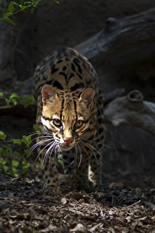 Ocelot (Felis pardalis) endangered species, captive animal