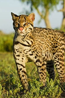 Images Dated 19th April 2012: Ocelot (Felis pardalis) endangered species, captive animal