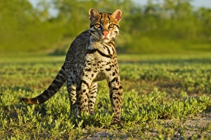 Images Dated 19th April 2012: Ocelot (Felis pardalis) endangered species, captive animal