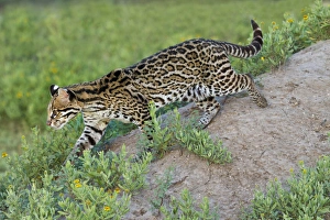 Images Dated 19th April 2012: Ocelot (Felis pardalis) endangered species, captive animal