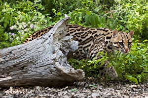 Ocelot (Felis pardalis) endangered species, captive animal