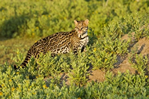 Ocelot (Felis pardalis) endangered species, captive animal