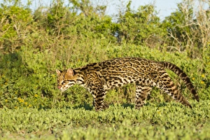 Images Dated 19th April 2012: Ocelot (Felis pardalis) endangered species, captive animal