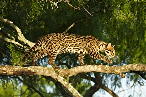 Images Dated 19th April 2012: Ocelot (Felis pardalis) endangered species, captive animal