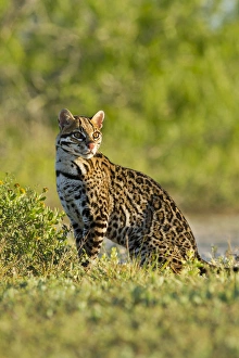 Images Dated 19th April 2012: Ocelot (Felis pardalis) endangered species, captive animal