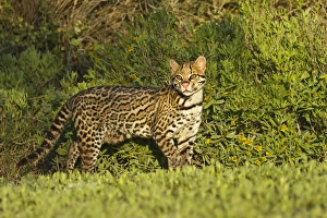 Images Dated 19th April 2012: Ocelot (Felis pardalis) endangered species, captive animal