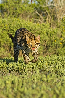 Images Dated 19th April 2012: Ocelot (Felis pardalis) endangered species, captive animal
