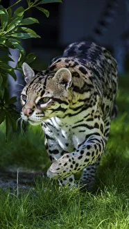 Predatory Prints: An ocelot at a local zoo