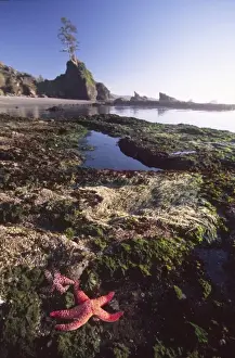 Tide Pool Prints: Ochre Sea Stars at Shi Shi Beach, Olympic National Park, Washington, US