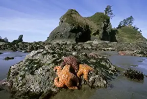 Ochre Seastars (Pisaster ochraceous) Shi-Shi Beach, Point of Arches, Olympic Peninsula