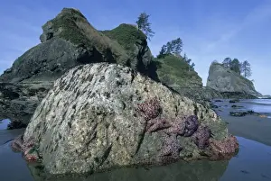 Images Dated 27th March 2008: Ochre Seastars (Pisaster ochraceous) Shi-Shi Beach, Point of Arches, Olympic Peninsula