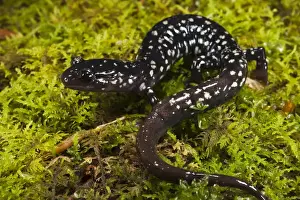 Images Dated 26th February 2011: Ocmulgee Slimy Salamander (Plethodon ocmulgee) CAPTIVE North Georgia