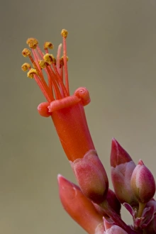 Images Dated 2nd April 2009: Ocotillo Cactus Flower, Fonquieria splendens, Sonoran Desert, High Desert Park, Bureau