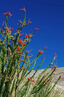 Images Dated 1st April 2011: Ocotillo in the Coyote Mountains, Anza-Borrego Desert State Park, California, USA