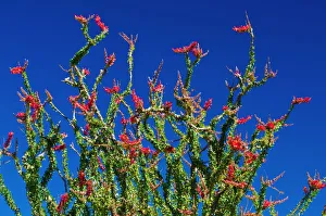 Ocotillo Prints: Ocotillo in the Coyote Mountains, Anza-Borrego Desert State Park, California, USA