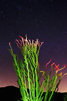Sonoran Prints: Ocotillo under the Milky Way, Anza-Borrego Desert State Park, California USA