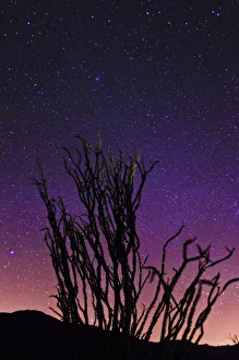 State Park Prints: Ocotillo under the Milky Way, Anza-Borrego Desert State Park, California, USA