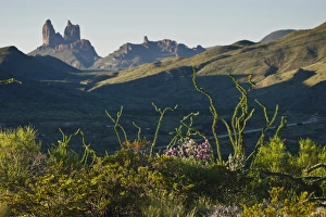 Igneous Prints: Ocotillo(Fouqurieria splendens) and the Mule Ears (formation) at sunrise in Big Bend National Park