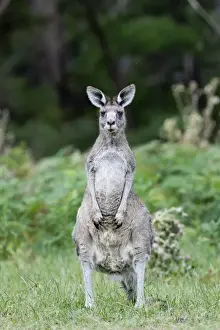 Images Dated 10th December 2011: Oestliches graues Riesenkaenguru (Macropus giganteus), die zweitgroesste Beuteltierart