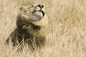 Images Dated 4th September 2008: Okavango Delta, Botswana. Close-up of male lion shaking his mane