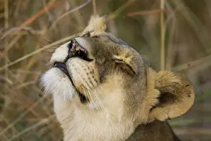 Lion Prints: Okavango Delta, Botswana. A female lion looking content