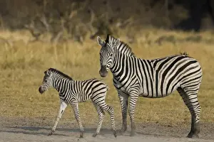 Images Dated 3rd September 2008: Okavango Delta, Botswana. Plains Zebra: mother and child