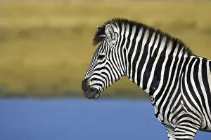 Images Dated 3rd September 2008: Okavango Delta, Botswana. Plains Zebra standing next to a pond