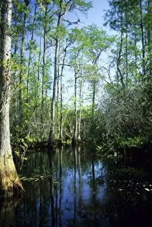 Images Dated 29th May 2007: The Okefenokee Swamp in Georgia