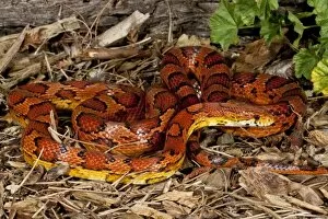 Images Dated 6th April 2008: Oketee Corn Snake, Elaphe guttata, Native to Eastern US