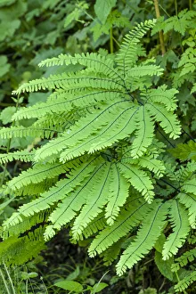 Native Plant Prints: Olallie State Park, Washington State, USA. Maidenhair fern plants
