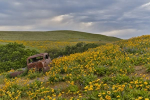 Images Dated 21st April 2016: Old abandoned car, Spingtime bloom with mass fields of Lupine, Arrow Leaf Balsalmroot